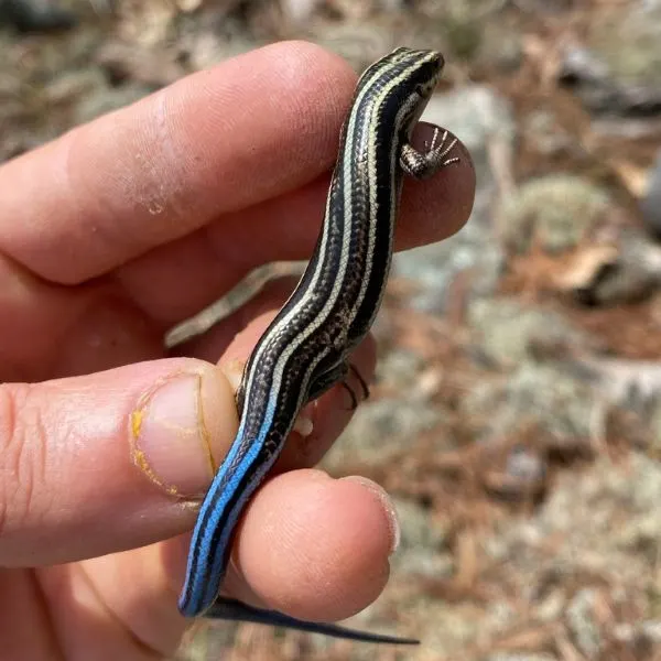 Common Five-lined Skink (Plestiodon fasciatus) being held by someone in Marquette County, Michigan, USA