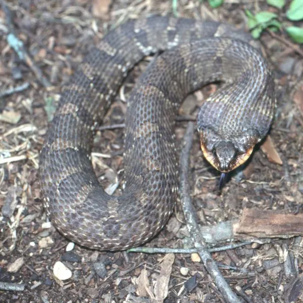 Eastern Hognose Snake (Heterodon platirhinos) rustling through sticks and dirt in Cedar Hill, Texas, USA