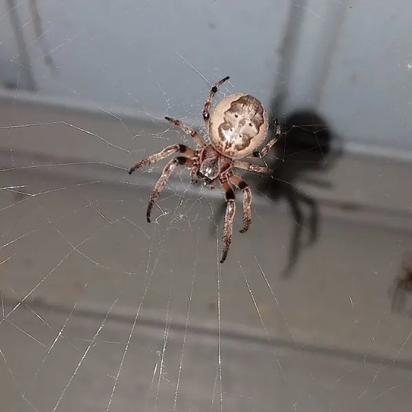 Furrow Orbweaver (Larinioides cornutus) on its web somewhere in Tiffin, Iowa, USA