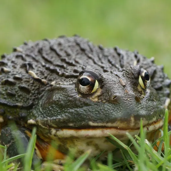 Giant African Bullfrog (Pyxicephalus adspersus)