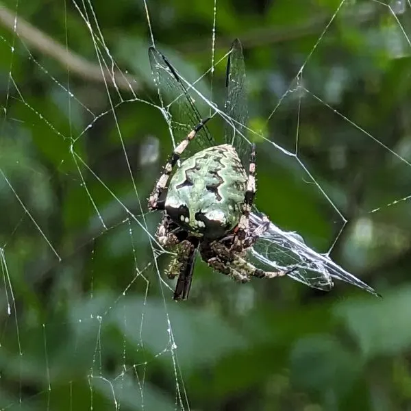 Giant Lichen Orbweaver (Araneus bicentenarius) making its web among trees in Hampton, Georgia, USA