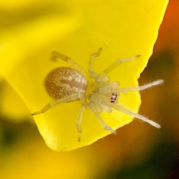 Northern Yellow Sac Spider (Cheiracanthium mildei) at the end of a yellow petal in Cedar Rapids, Iowa, USA