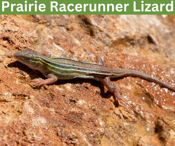 Prairie Racerunner Lizard (Cnemidophorus sexlineatus viridis)