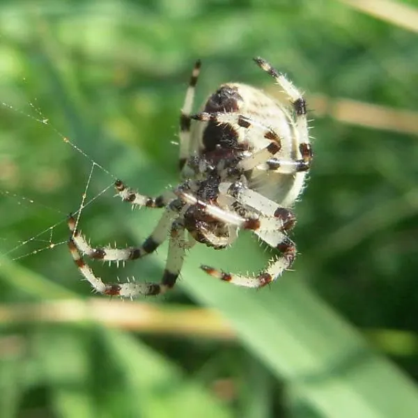 Shamrock Orbweaver (Araneus trifolium) making its web in grass somewhere near Cedar Rapids, Iowa, USA