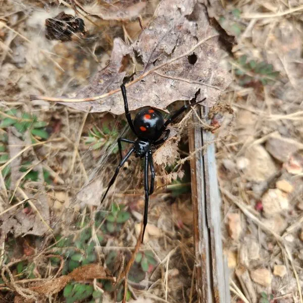 Southern Black Widow (Latrodectus mactans) on shrubbery and dry leaves in Eureka Springs, Arkansas, USA