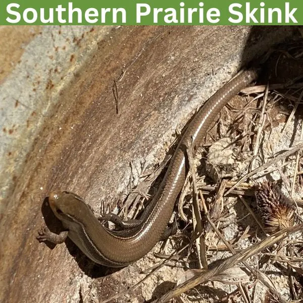 Southern Prairie Skink (Plestiodon s. obtusirostris) by Franz Herpman