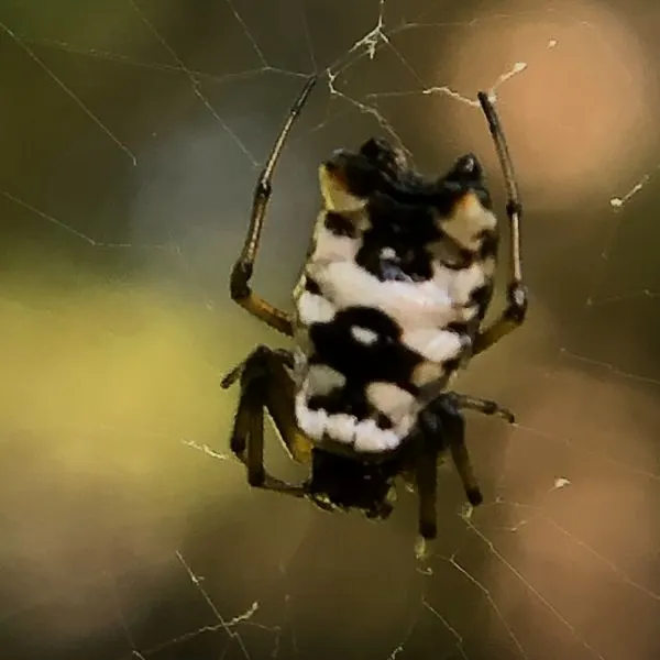White Micrathena (Micrathena mitrata) hanging upside-down on its web in Iowa, USA