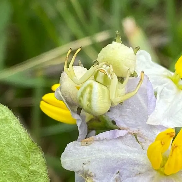 White-banded Crab Spider (Misumenoides formosipes) sitting on a white flower bud in Lake Manawa State Park, Iowa, USA