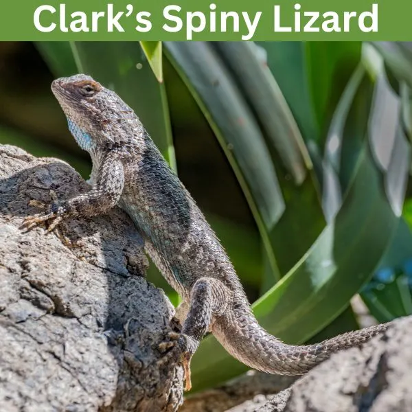 Clark’s Spiny Lizard (Sceloporus clarkii)
