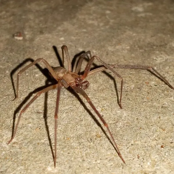 Brown Recluse (Loxosceles reclusa) walking along a sand-colored rocky surface in Muskogee, Oklahoma, USA