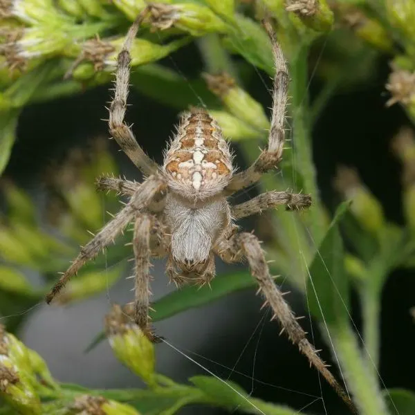 Cross Orbweaver (Araneus diadematus) spinning its web in flowers and leaves in Berlin, Germany, Europe