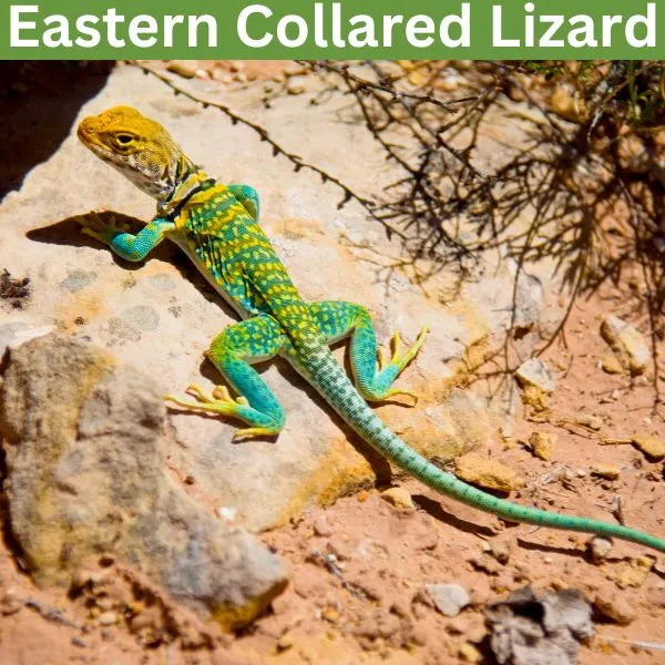 Eastern Collared Lizard (Crotaphytus collaris)