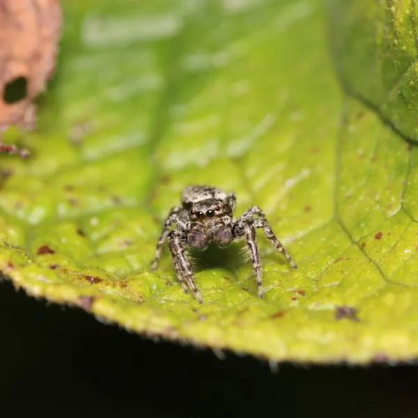 Fencepost Jumping Spider (Marpissa muscosa) on the edge of a leaf in Noord-Holland, Netherlands, Europe