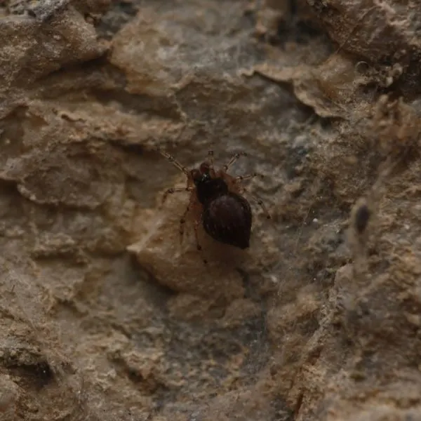 Patu digua climbing up rocks in Karnataka, India, Asia