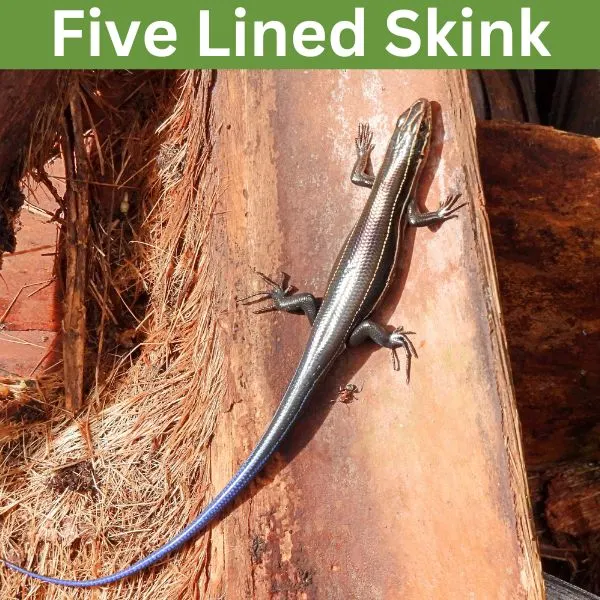 Five Lined Skink - (Plestiodon fasciatus)