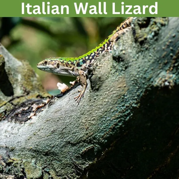 Italian Wall Lizard (Podarcis siculus)
