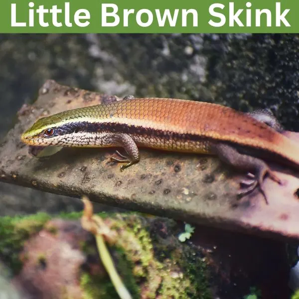 Little Brown Skink (Scincella lateralis)