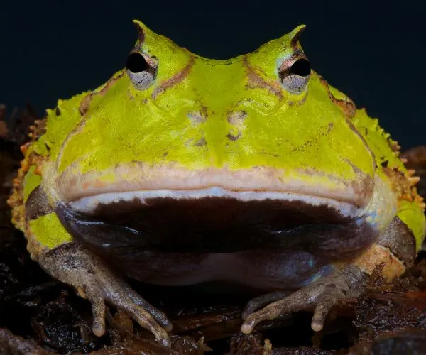 Amazonian Horned Frog (Ceratophrys cornuta)
