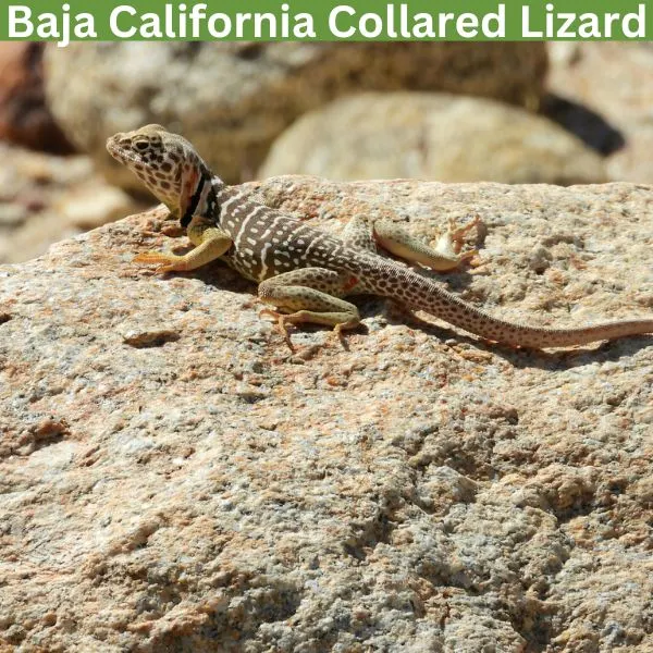 Baja California Collared Lizard (Crotaphytus vestigium) by biohexx1