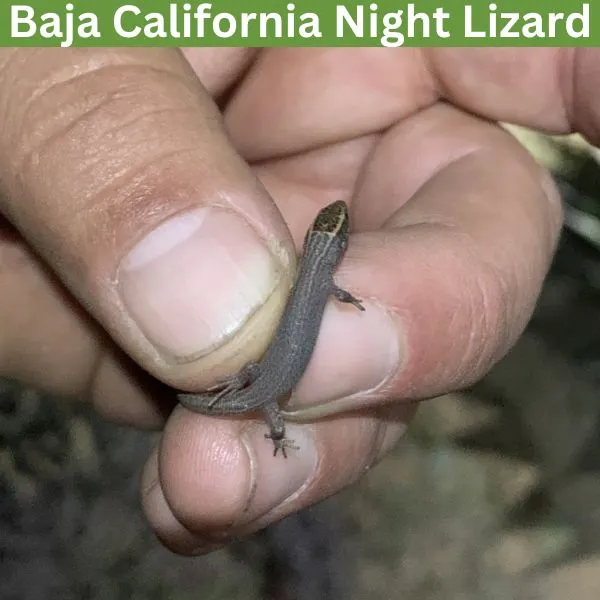 Baja California Night Lizard (Xantusia wigginsi) by jorgehvaldez