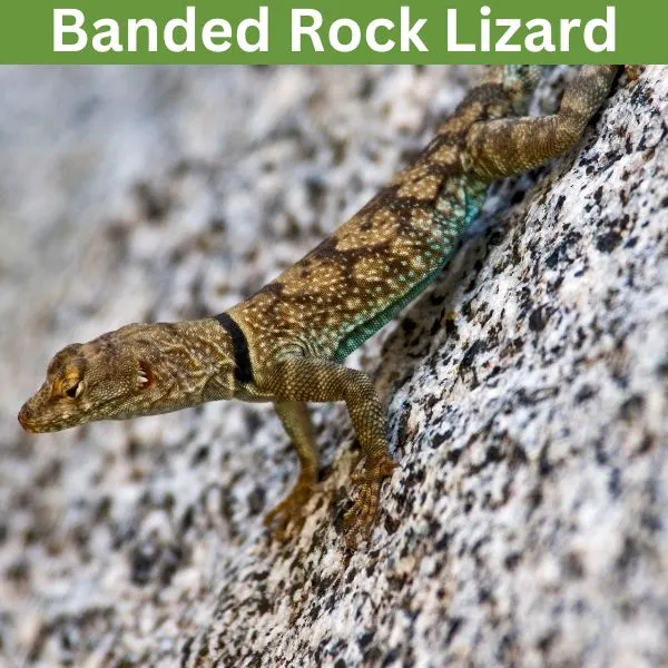 Banded Rock Lizard (Petrosaurus mearnsi)