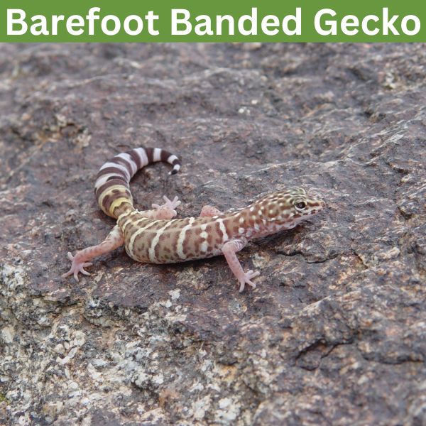 Barefoot Banded Gecko (Coleonyx switaki) by eric_a_dugan