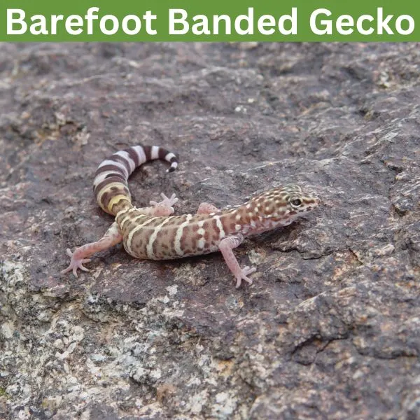 Barefoot Banded Gecko (Coleonyx switaki) by eric_a_dugan