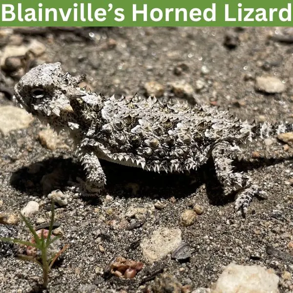 Blainville’s Horned Lizard (Phrynosoma blainvilli) by Mr Blonde