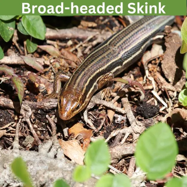 Broad-headed Skink (Plestiodon laticeps)