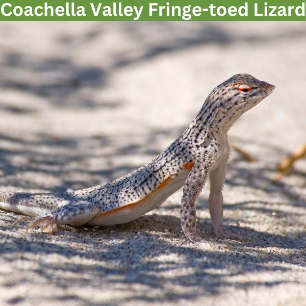 Coachella Valley Fringe-toed Lizard