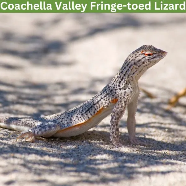 Coachella Valley Fringe-toed Lizard