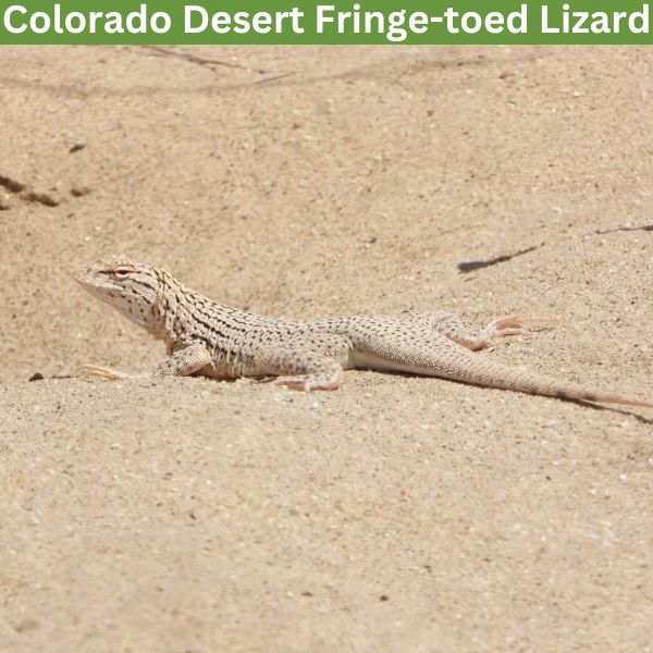 Colorado Desert Fringe-toed Lizard (Uma notata) by diomedea_exulans_li