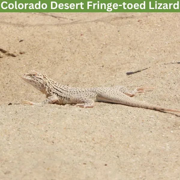 Colorado Desert Fringe-toed Lizard (Uma notata) by diomedea_exulans_li