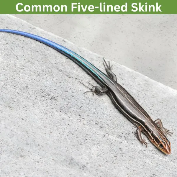 Common Five-lined Skink (Plestiodon fasciatus)