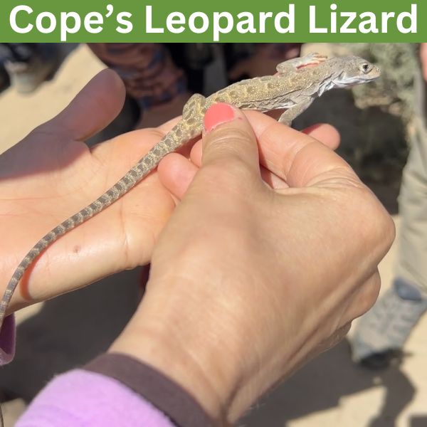 Cope’s Leopard Lizard (Gambelia copeii) by datafoya2314
