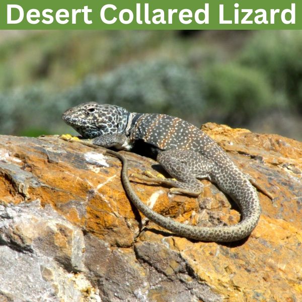 Desert Collared Lizard (Crotaphytus bicinctores) by desertsolitudedesertsolitude