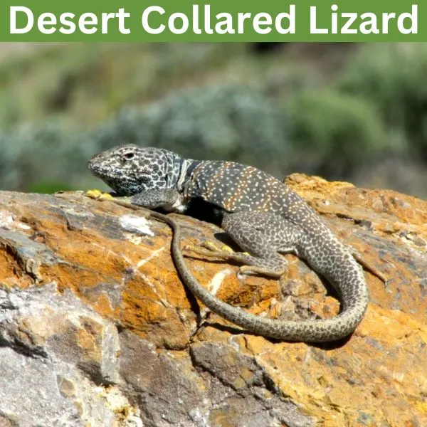 Desert Collared Lizard (Crotaphytus bicinctores) by desertsolitudedesertsolitude