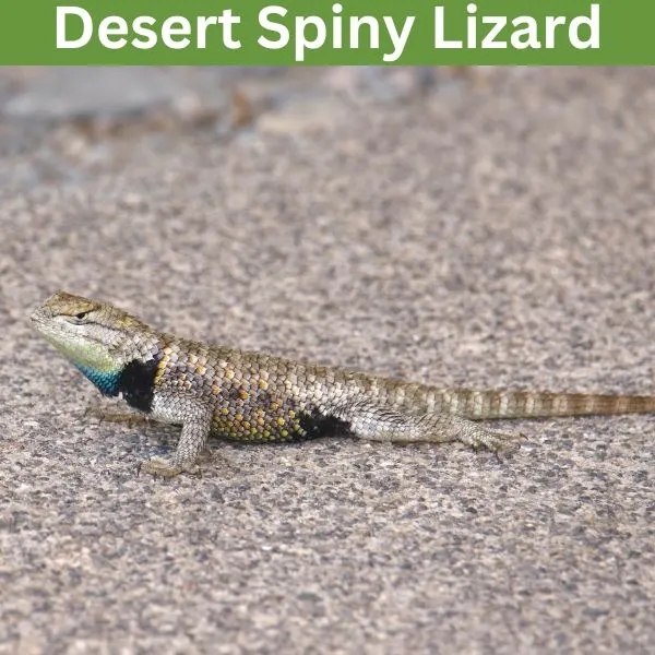 Desert Spiny Lizard (Sceloporus magister)