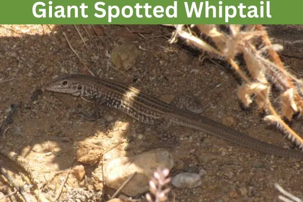 Giant Spotted Whiptail (Aspidoscelis stictogramma) by Lon and Queta