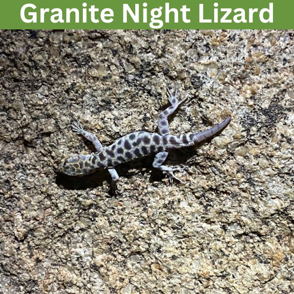 Granite Night Lizard (Xantusia henshawi) by rufulo