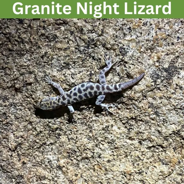 Granite Night Lizard (Xantusia henshawi) by rufulo