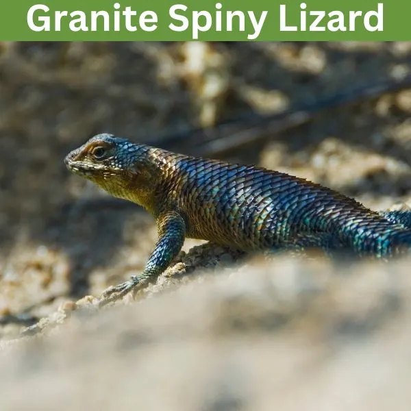 Granite Spiny Lizard (Sceloporus orcutti)