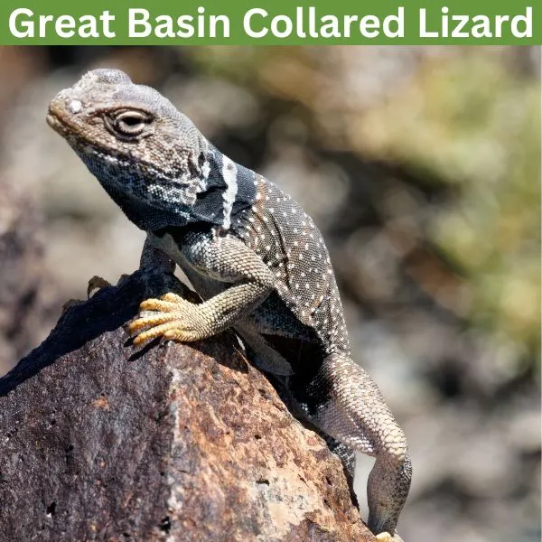 Great Basin Collared Lizard (Crotaphytus bicinctores)