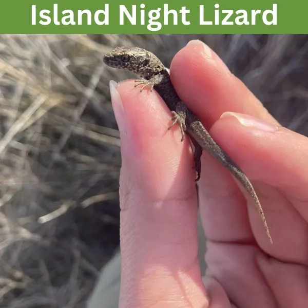 Island Night Lizard (Xantusia riversiana) by kanglan