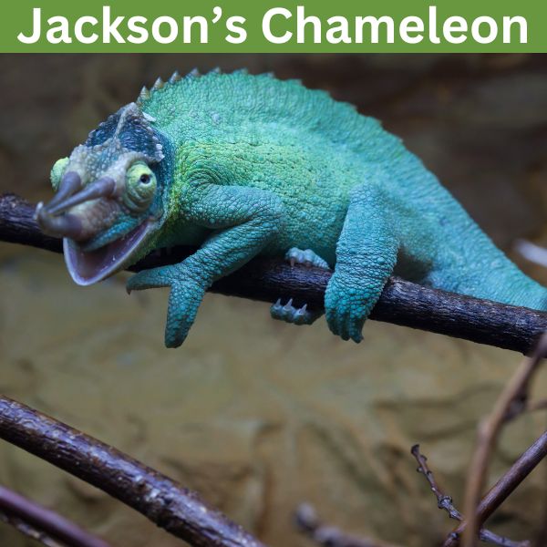 Jackson’s Chameleon (Trioceros jacksonii)