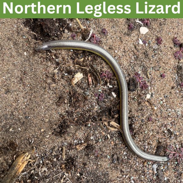 Northern Legless Lizard (Anniella pulchra) by Mchirman