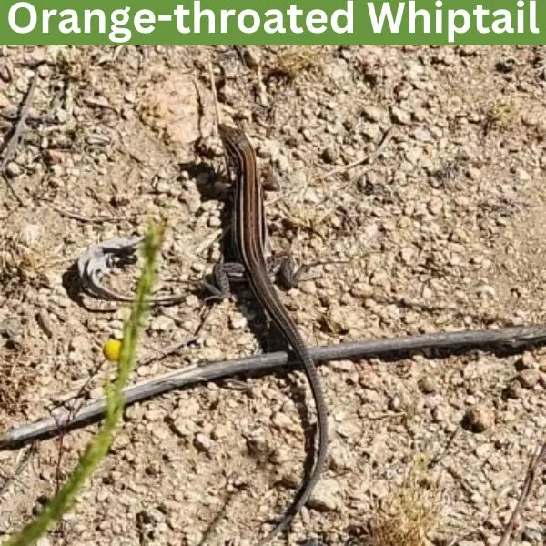 Orange-throated Whiptail (Aspidoscelis hyperthrus) by jeremyalmazan71