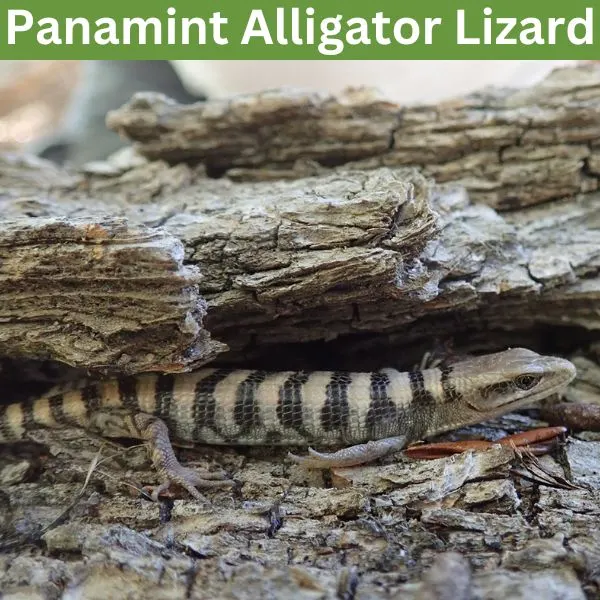 Panamint Alligator Lizard (Elgaria panamintina) by twillrichardson