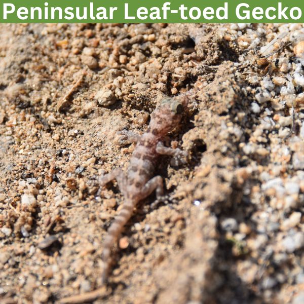 Peninsular Leaf-toed Gecko (Phyllodactylus nocticolus) by c-meling-cm11