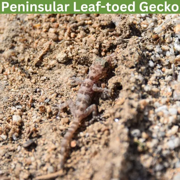 Peninsular Leaf-toed Gecko (Phyllodactylus nocticolus) by c-meling-cm11
